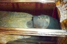 Το άλιωτο σώμα μιας γυναίκας &amp; η προσευχή του αγίου Διονυσίου Ζακύνθου που το έλιωσε