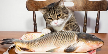Ο Θεός έστειλε το ψάρι μέσω ενος... γάτου!